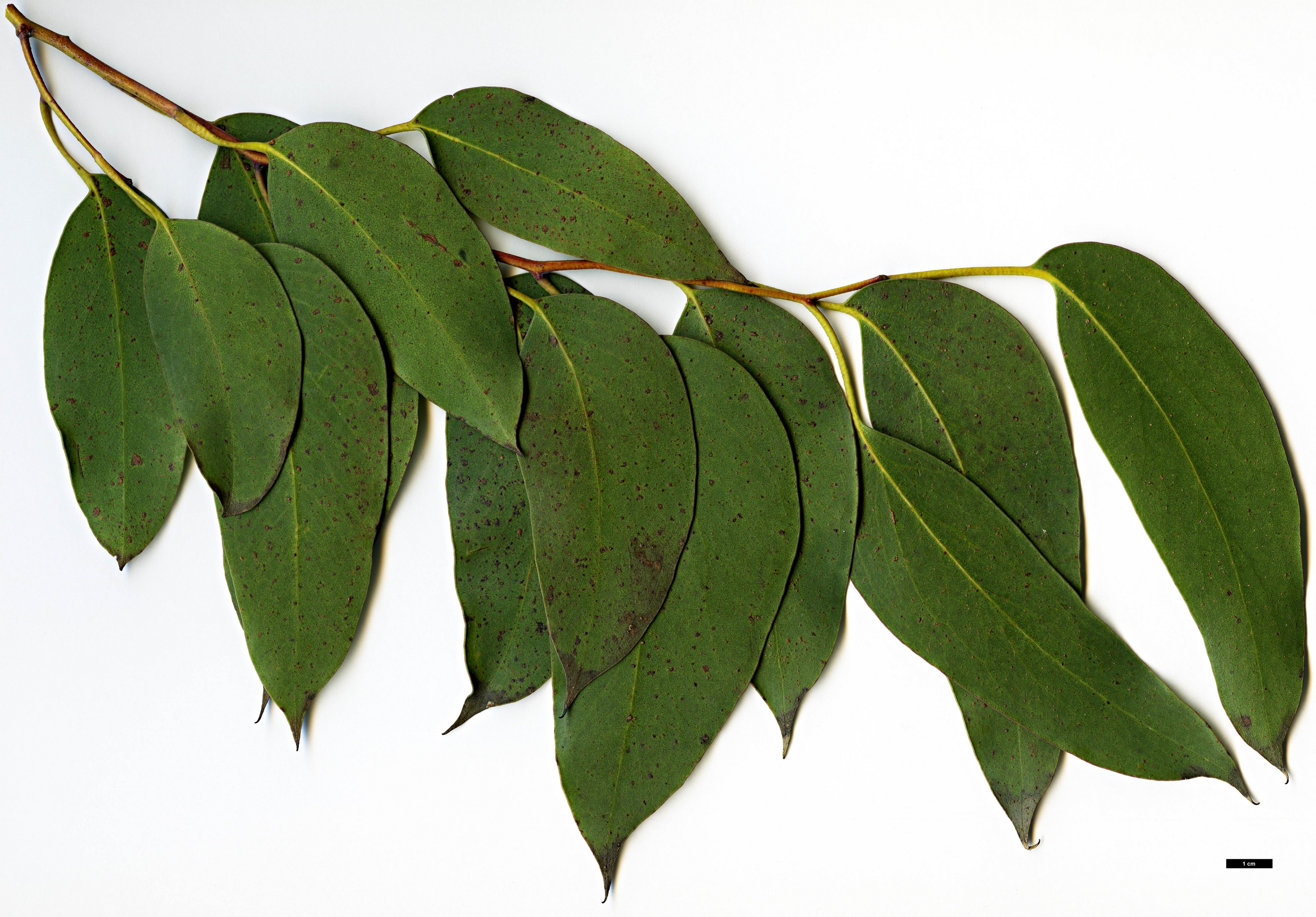 High resolution image: Family: Myrtaceae - Genus: Eucalyptus - Taxon: delegatensis - SpeciesSub: subsp. tasmaniensis